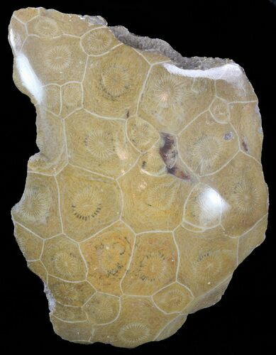 Polished Fossil Coral Head - Morocco #60024